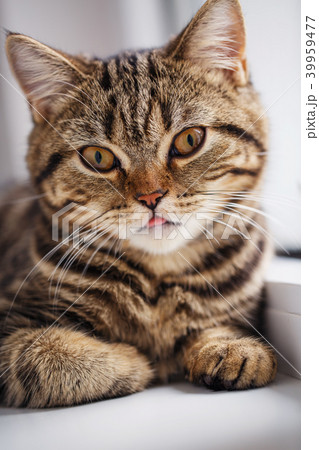 Pets, morning, comfort and rest concept - cut cat 39959477