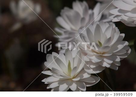 春の花　八重咲きサンギナリア 39959509