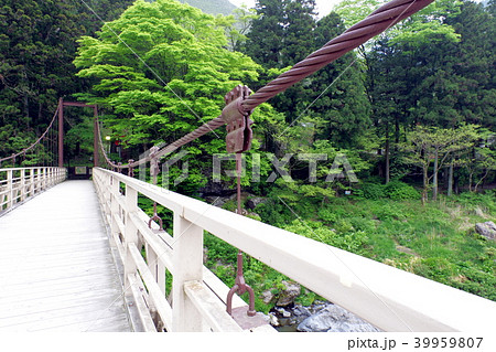 秩父多摩甲斐国立公園 多摩川 御岳渓谷の吊り橋 新緑の頃 の写真素材