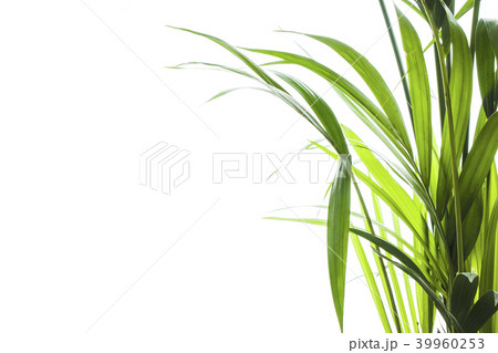 Yallow palm leaves on white background 39960253