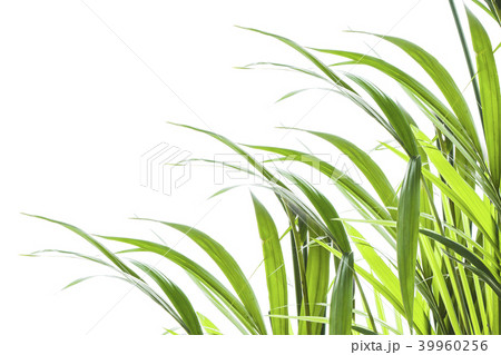 Yallow palm leaves on white background 39960256