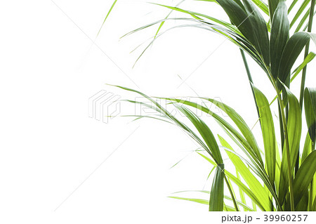 Yallow palm leaves on white background 39960257