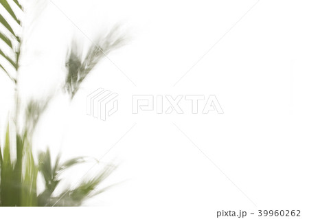 Yallow palm leaves on white background 39960262