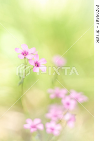 イモカタバミ イモカタバミ 39960263