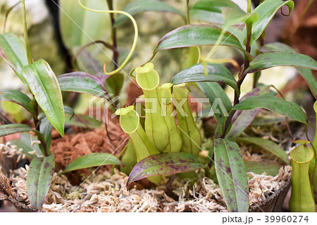 食虫植物ウツボカズラ 39960274