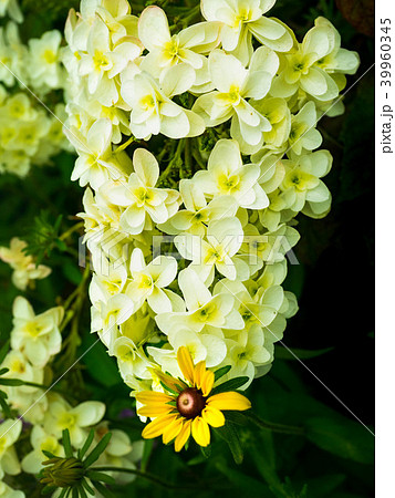 柏葉あじさい 39960345