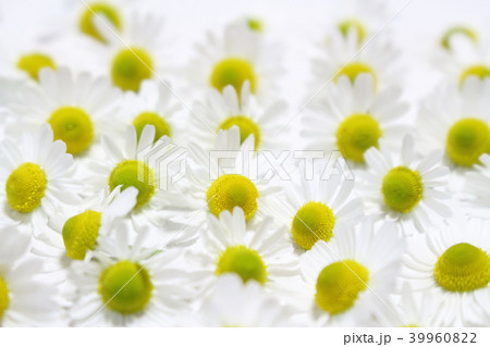 カモミール カモミール 39960822