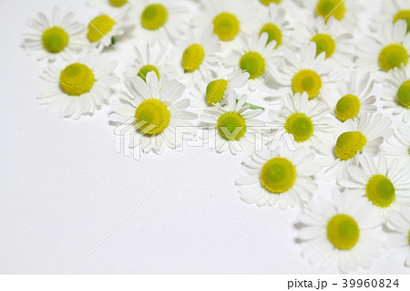 カモミール カモミール 39960824