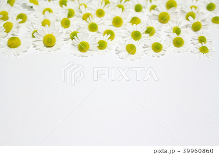 カモミール カモミール 39960860
