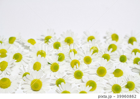 カモミール カモミール 39960862