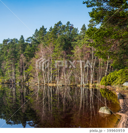 Reflections in Loch Garten 39960959