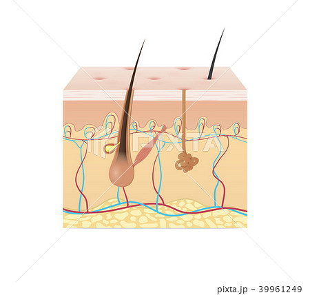 Structure of the skin illustration vector on white Structure of the skin illustration vector on white 39961249