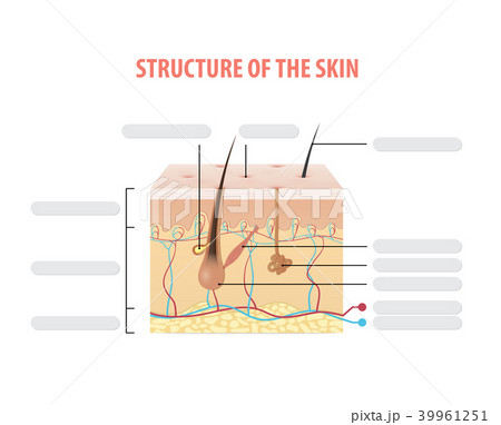 Structure of the skin info blank vector on white 39961251