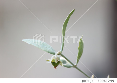 ホホバの実  （アロマ キャリアオイル） 39961299