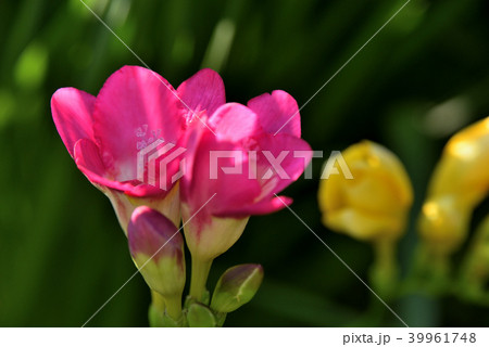 フリージア 39961748