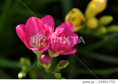 フリージア 39961750