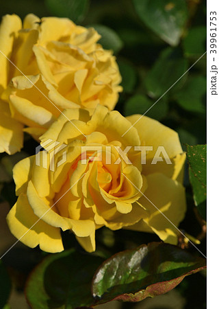 バラ（天津乙女） 39961753