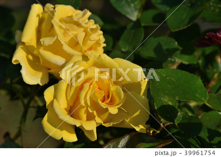 バラ（天津乙女） 39961754