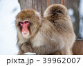 地獄谷の猿(スノーモンキー) 39962007