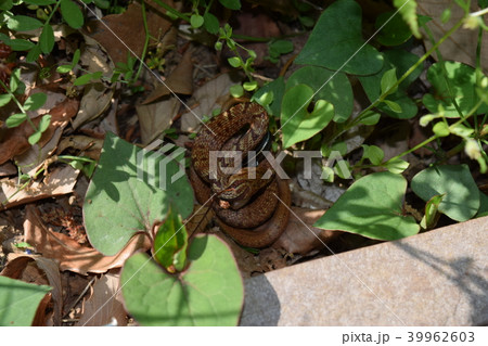 蛇の捕食の写真素材