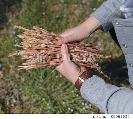 つくし取り つくし取り 39962636