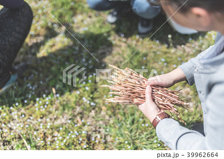 つくし取り 39962664