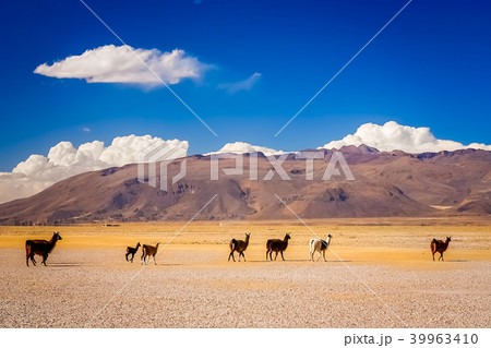 Herd of llamas on Altiplano plain 39963410