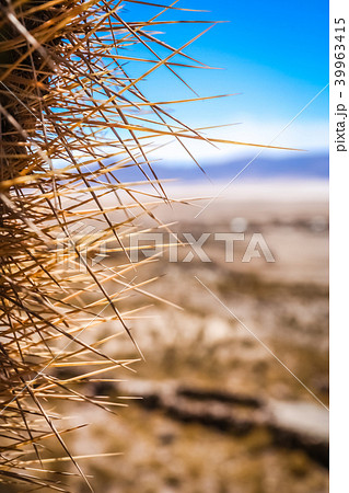 Close up of sharp cactus thorns Close up of sharp cactus thorns 39963415