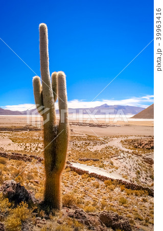 Single cactus growing on a pampa in Bolivia Single cactus growing on a pampa in Bolivia 39963416