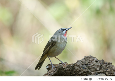 Siberian Rubythroat bird (luscinia Sibilans) 39963515