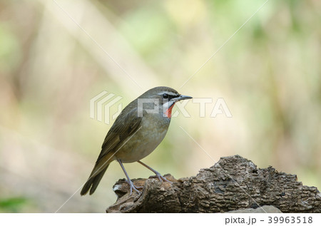 Siberian Rubythroat bird (luscinia Sibilans) 39963518