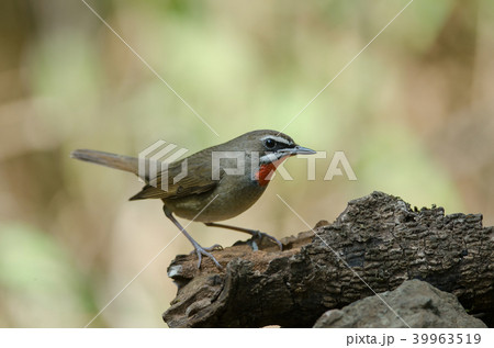 Siberian Rubythroat bird (luscinia Sibilans) 39963519