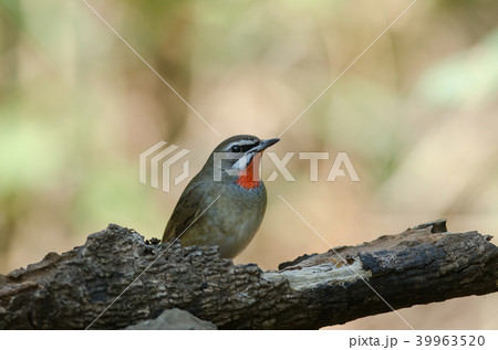 Siberian Rubythroat bird (luscinia Sibilans) 39963520