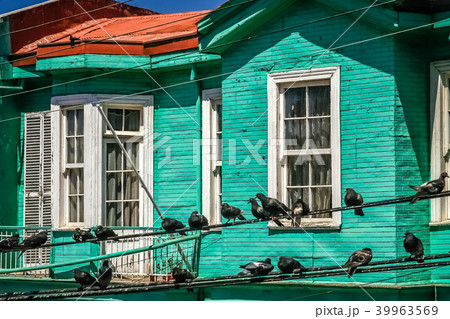 Black pidgeons sitting on power cables Black pidgeons sitting on power cables 39963569