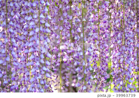 藤の花 39963739