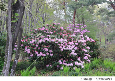 赤城の山野草 シャクナゲ 赤城の山野草 シャクナゲ 39963894