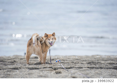 砂浜のかわいい柴犬 カメラ目線 砂浜のかわいい柴犬 カメラ目線 39963922