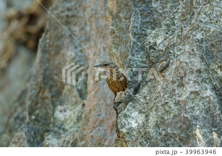 Limestone wren-babbler, Rufous Limestone-babbler 39963946