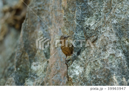 Limestone wren-babbler, Rufous Limestone-babbler 39963947