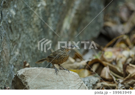 Limestone wren-babbler, Rufous Limestone-babbler 39963949