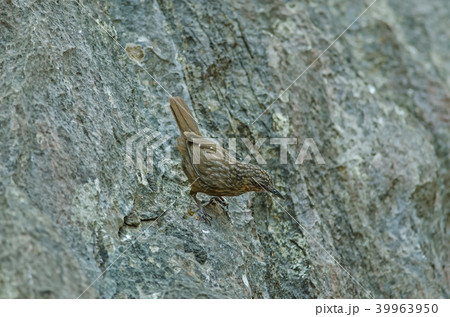 Limestone wren-babbler, Rufous Limestone-babbler 39963950
