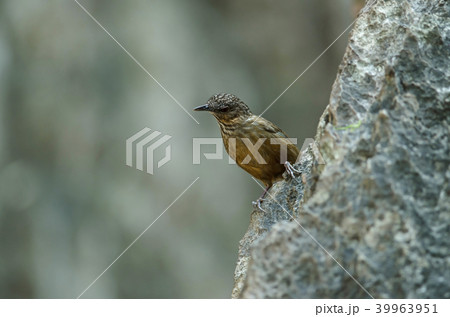 Limestone wren-babbler, Rufous Limestone-babbler 39963951