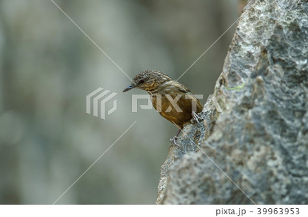 Limestone wren-babbler, Rufous Limestone-babbler 39963953