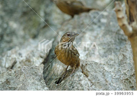 Limestone wren-babbler, Rufous Limestone-babbler 39963955
