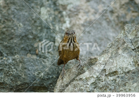 Limestone wren-babbler, Rufous Limestone-babbler 39963956