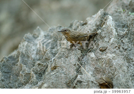 Limestone wren-babbler, Rufous Limestone-babbler 39963957