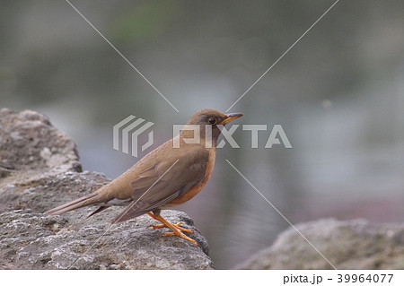 野鳥 水辺のアカハラ 野鳥 水辺のアカハラ 39964077