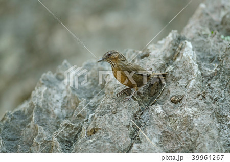 Limestone wren-babbler, Rufous Limestone-babbler 39964267