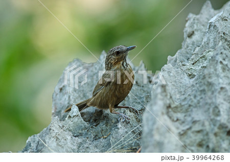 Limestone wren-babbler, Rufous Limestone-babbler 39964268