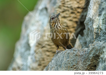 Limestone wren-babbler, Rufous Limestone-babbler 39964273